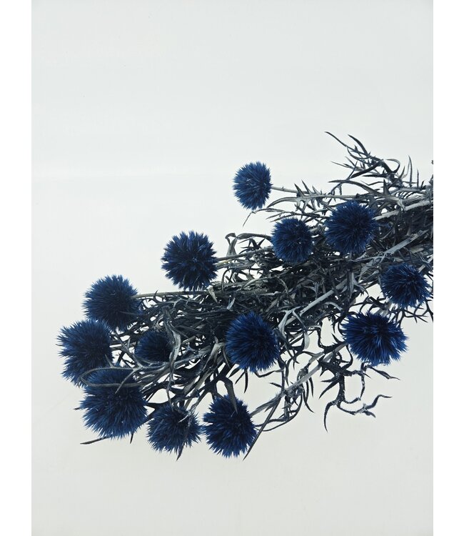 Echinops bleu préservé | Longueur ± 65 centimètres | À commander par bouquet de fleurs séchées