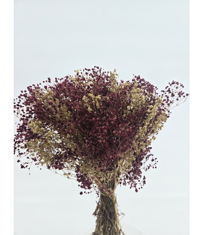 Bordeaux goudkleurige Mix gepreserveerd Gipskruid | Lengte ± 65 centimeter | Per bos droogbloemen te bestellen