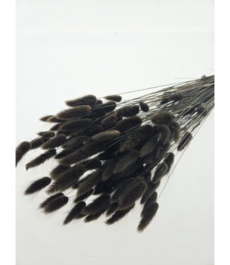 MyFlowers Brown black Lagurus | Length ± 65 centimetres | Per bunch of dried flowers