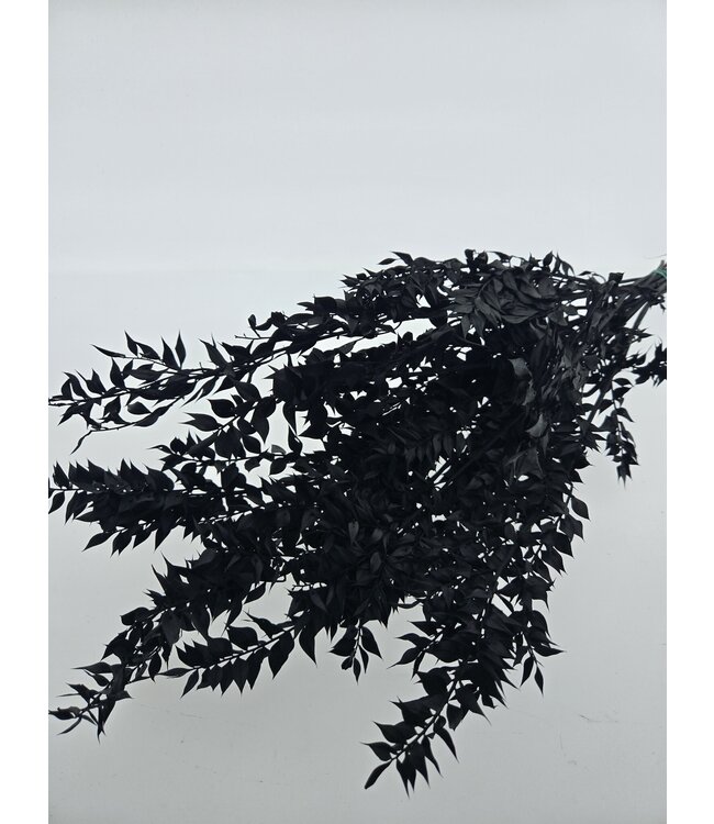 Ruscus noir préservé | Printemps ± 65 centimètres | À commander par bouquet de fleurs séchées
