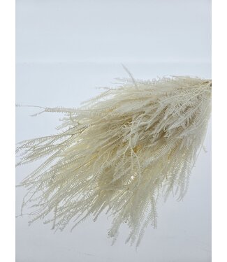 Casa Alegria Bleached white Helecho | Length ± 55 centimetres | Per bunch of dried flowers