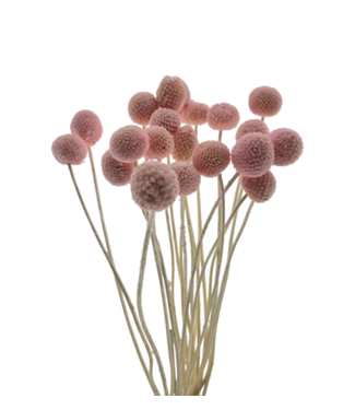 Casa Alegria Craspedia blanchie rose | Craspedia fleurs séchées | Longueur ± 45 centimètres | Par 20 bottes