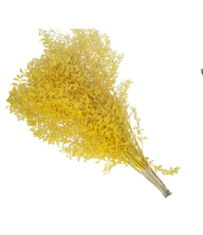 Ruscus séché jaune | Fleurs séchées de Ruscus | Longueur 65 centimètres | Commande par 25 pièces