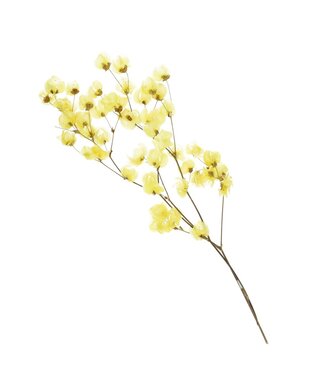 4A Bougainvillier séché jaune | Fleurs séchées de Bougainvillier | Longueur 45-55 centimètres | Par pièce