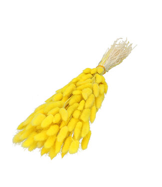 4A Queue de lièvre séchée jaune | Lagurus fleurs séchées | Longueur 60 centimètres | Par pièce