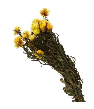 4A Geel gedroogde Strobloemen | Helichrysum droogbloemen | Lengte 40-60 centimeter | Per stuk