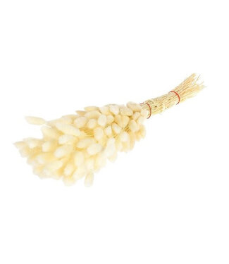 4A Queue de lièvre blanchie séchée | Lagurus fleurs séchées | Longueur 55 centimètres | Par pièce