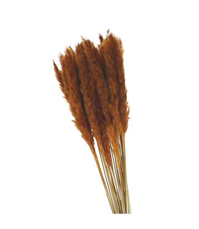 Orange getrocknete Federn | Fluffy Pampasgras Trockenblumen | Länge 80 Zentimeter | Pro Stück bestellbar