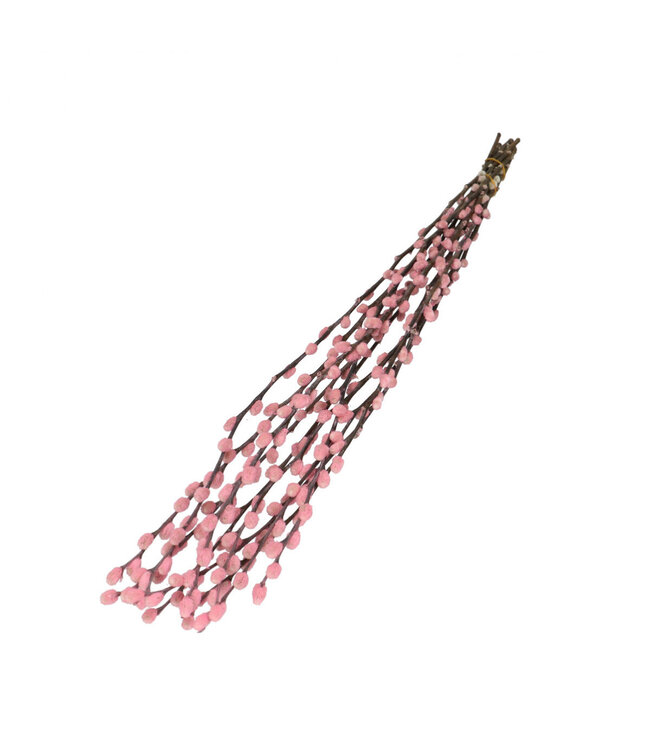 Light pink dried Pussy Willows | Salix dried flowers | Length 70 centimetres | Available to order per 10 stems