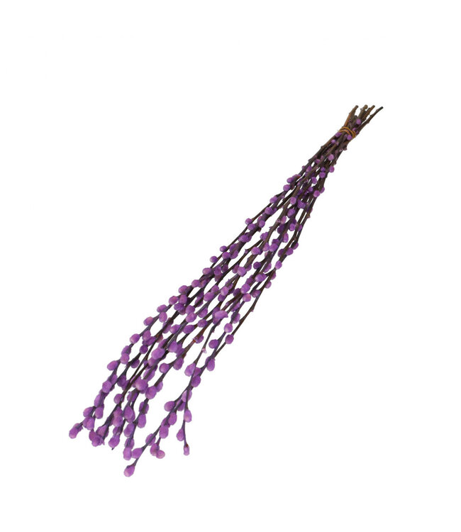 Chatons de saule séchés couleur Milka | Fleurs séchées Salix | Longueur 70 centimètres | À commander par 10 branches