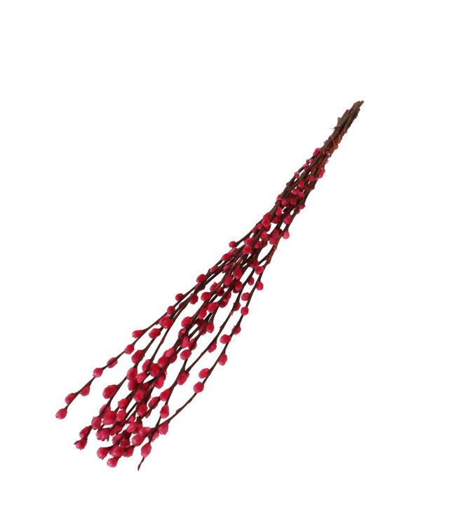 Chatons de saule séchés couleur cerise | Fleurs séchées de Salix | Longueur 70 centimètres | Commande par 10 branches