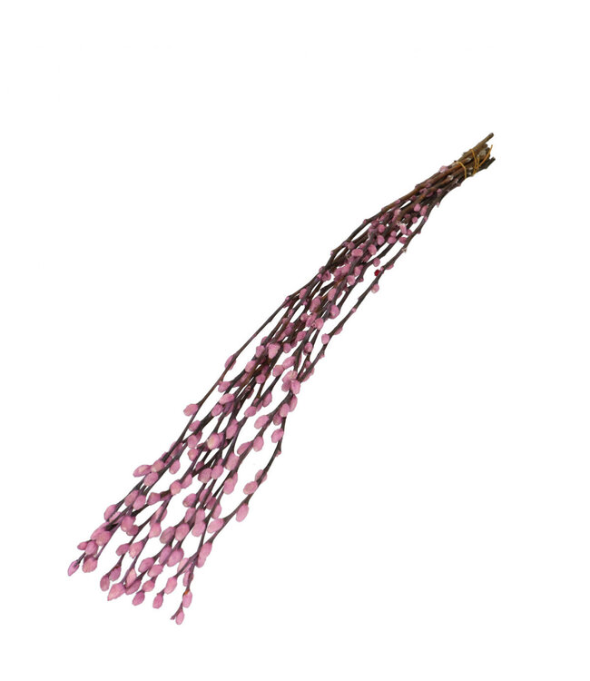 Lila getrocknete Weidenkätzchen | Salix Trockenblumen | Länge 70 Zentimeter | Pro 10 Zweige bestellbar