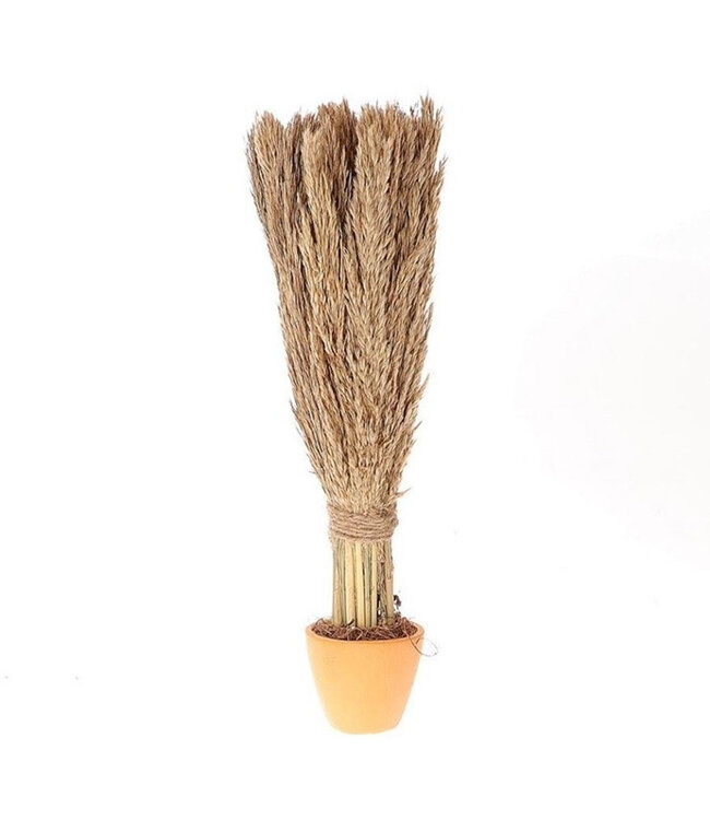 Naturally dried Nanal grass in pot | Diameter 16 centimetres | Height 46 centimetres | Available to order in sets of 4