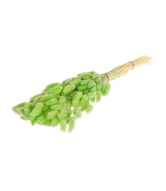 4A Lagurus séché vert pomme | Fleurs séchées Lagurus | Longueur 55 centimètres | Par pièce
