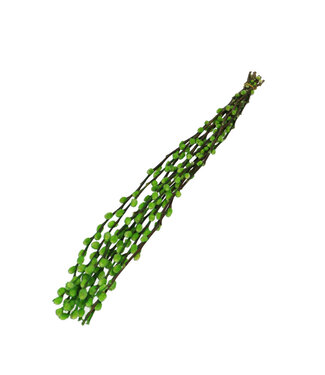4A Chaton de saule séché vert pomme | Fleurs séchées Salix | Longueur 70 centimètres | Par 10 branches