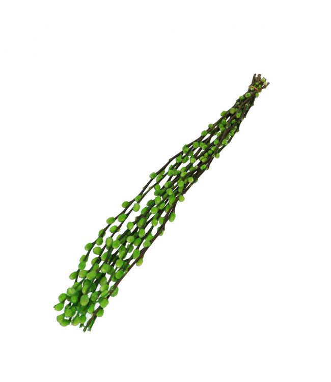 Chatons de saule séchés vert pomme | Fleurs séchées de Salix | Longueur 70 centimètres | Commande par 10 branches