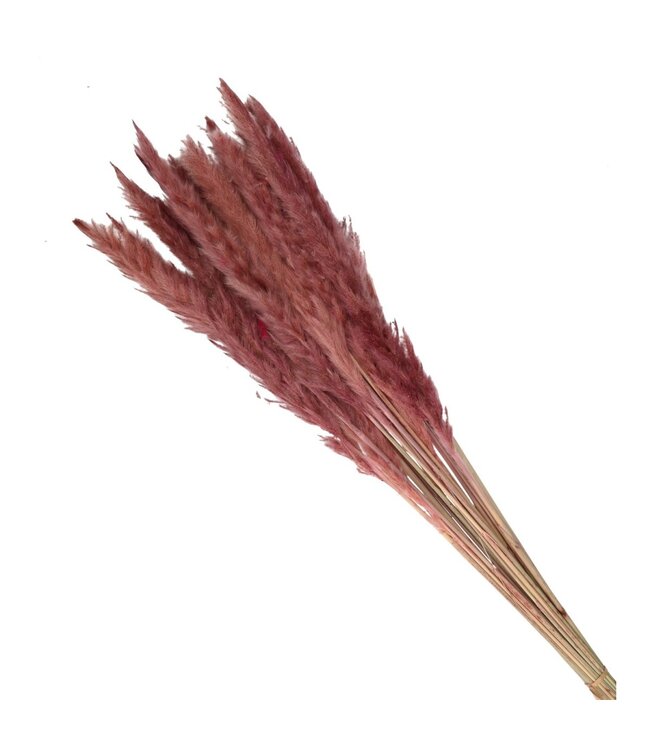 Hellrosa getrocknete Federn | Flauschiges Pampasgras Trockenblumen | Länge 80 Zentimeter | Pro Stück bestellbar