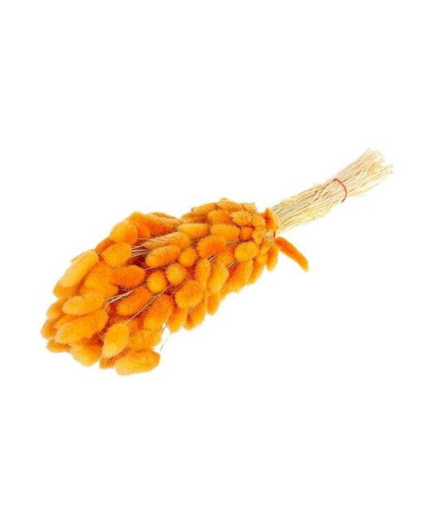 Queue de lièvre séchée jaune foncé | Lagurus fleurs séchées | Longueur 55 centimètres | Disponible à l'unité