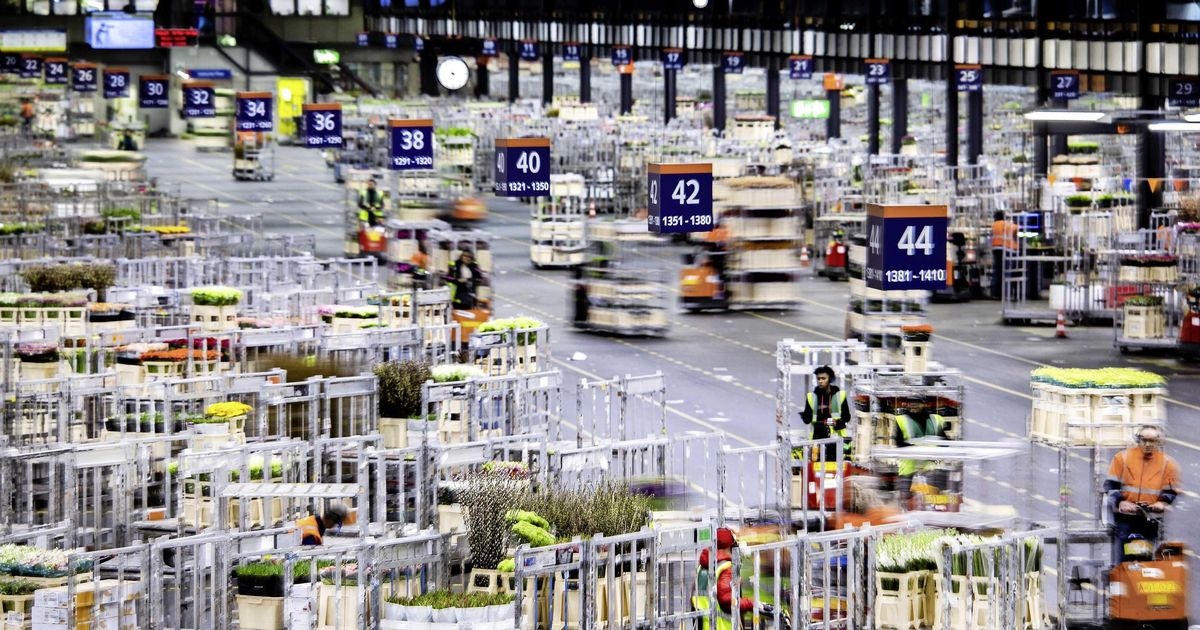 Bieten Sie Ihren Kunden über unser VMP ein einzigartiges Trockenblumensortiment!