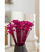 Fleurs de clochettes séchées de couleur cerise | Fleurs étoilées de Glixia cerise | Longueur ± 50 cm | Commande par bouquet