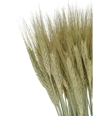 MyFlowers Triticale natural green dried flowers | Length ± 70 cm | Per bunch