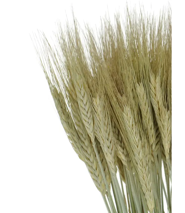 Triticale natural green dried flowers | Length ± 70 cm | Available per bunch