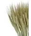 Triticale natural green dried flowers | Length ± 70 cm | Available per bunch