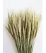 Triticale natural green dried flowers | Length ± 70 cm | Available per bunch