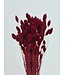 Phalaris Rouge | Longueur 75 centimètres | À commander par bouquet