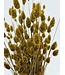 Herbe à canaris séchée jaune | Fleurs séchées de Phalaris jaune | Longueur ± 65 cm | Commande par bouquet