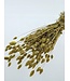 Herbe à canaris séchée jaune | Fleurs séchées de Phalaris jaune | Longueur ± 65 cm | Commande par bouquet
