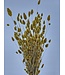 Yellow dried canary grass | Yellow Phalaris dried flowers | Length ± 65 cm | Order per bunch