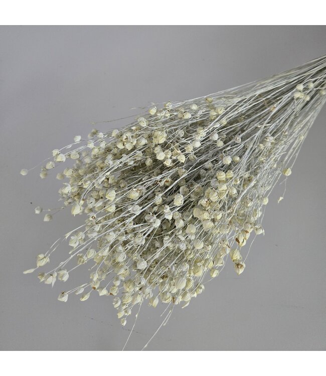 White Misty dried flax | White Misty Linum dried flowers | Length ± 55 cm | Order per bunch