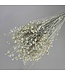 White Misty dried flax | White Misty Linum dried flowers | Length ± 55 cm | Order per bunch