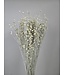 White Misty dried flax | White Misty Linum dried flowers | Length ± 55 cm | Order per bunch