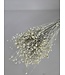 White Misty dried flax | White Misty Linum dried flowers | Length ± 55 cm | Order per bunch