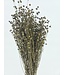 Grey Misty dried flax | Grey Misty Linum dried flowers | Length ± 55 cm | Order per bunch