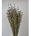 Grey Misty dried flax | Grey Misty Linum dried flowers | Length ± 55 cm | Order per bunch
