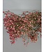 Fleurs de Gypsophile rose séchées | Fleurs de Gypsophile rose séchées | Longueur ± 60 cm | Commande par bouquet