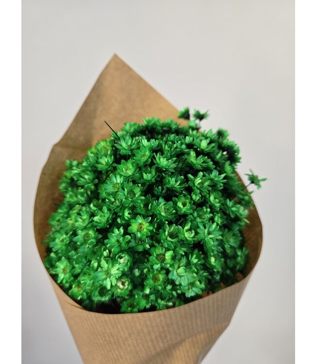 Fleurs de Campanule séchées vertes | Fleurs séchées Glixia Star d'un vert intense | Longueur ± 50 cm | À commander par bouquet