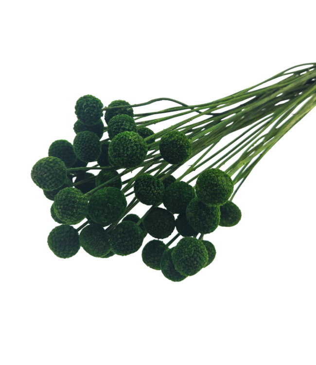 Green dried Craspedia | Craspedia dried flowers | Length 55 centimetres | Available to order per 40 bunches