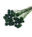 Green dried Craspedia | Craspedia dried flowers | Length 55 centimetres | Available to order per 40 bunches