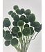 Green dried Craspedia | Craspedia dried flowers | Length 55 centimetres | Available to order per 40 bunches