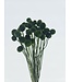 Green dried Craspedia | Craspedia dried flowers | Length 55 centimetres | Available to order per 40 bunches