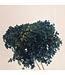Hortensia bleue préservée | Hydrangée avec 2-3 branches | Disponible à l'unité
