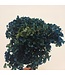Hortensia bleue préservée | Hydrangée avec 2-3 branches | Disponible à l'unité