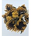 Tournesols séchés jaunes naturels Girasol | Longueur 70 centimètres | Par 10 tiges | Commande par 10 tiges