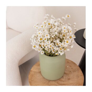 Gedroogde Madeliefjes