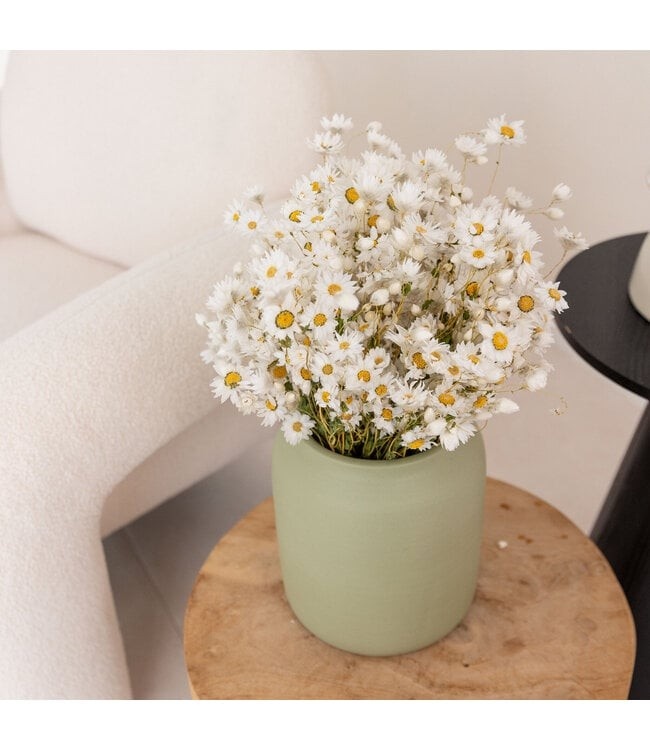 Grossiste Pâquerettes Séchées | Une touche joyeuse pour vos créations florales
