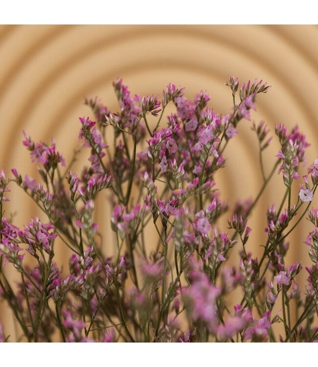 Grossiste Limonium séché | Délicatesse aérienne pour compositions florales modernes